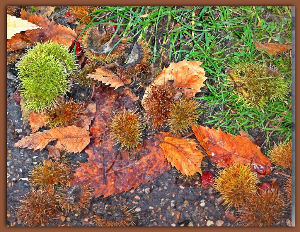 As the Conkers fall ! by beryl