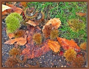 12th Oct 2015 - As the Conkers fall !