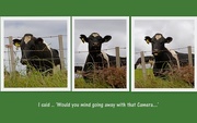 12th Oct 2015 - Cow triptych