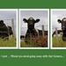 Cow triptych by julzmaioro