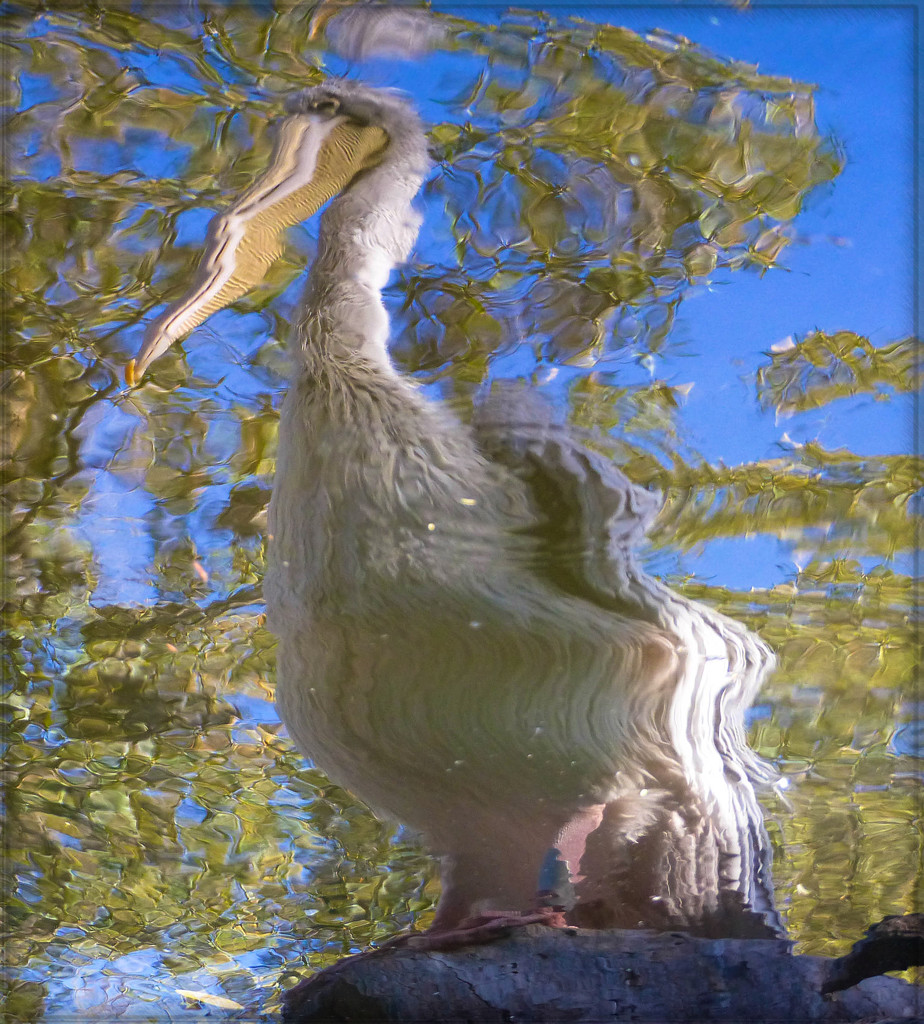 Fowl Reflection by stray_shooter