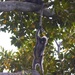 Cheeky monkey by sugarmuser