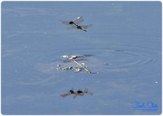12th Oct 2015 - Dragonfly Reflections On The Wing (best viewed large)