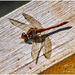Ruddy Darter Dragonfly by carolmw