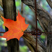 Maple Leaf! by fayefaye