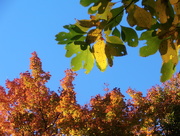 11th Oct 2015 - Fall Colors