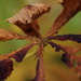 Autumn Leaf by motherjane
