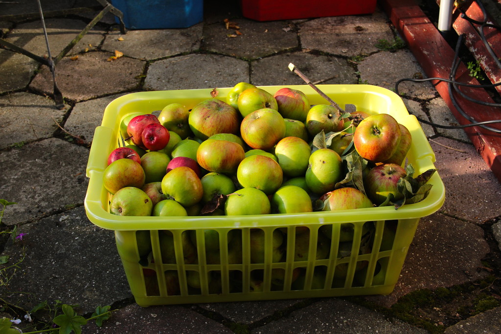 Apple Harvest by davemockford
