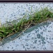 A Bit of Grass by allie912