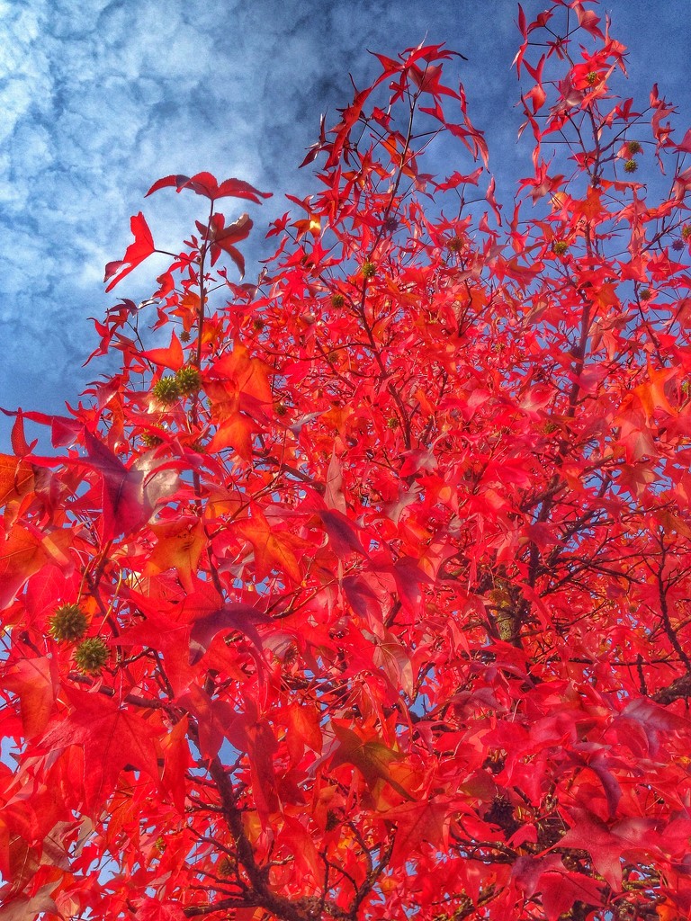 The color of autumn.  by cocobella
