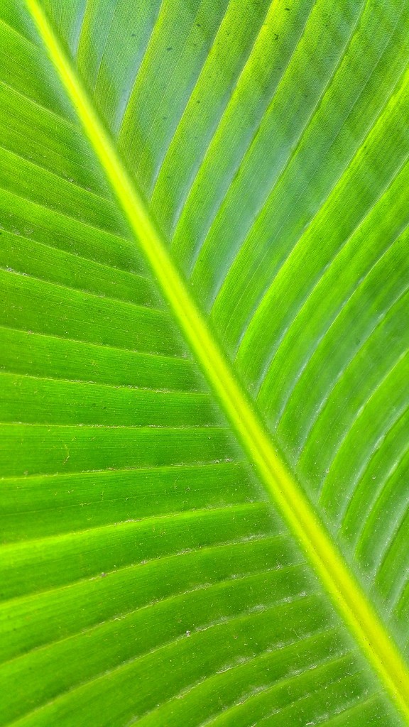 Palm Leaf by mariaostrowski