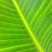 Palm Leaf by mariaostrowski