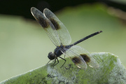 12th Oct 2015 - Dragonfly Close