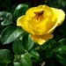 Yellow Rose Bud by mariaostrowski