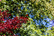 12th Oct 2015 - Fall Contrasting Colours