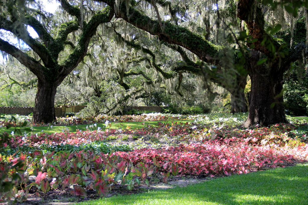 Caladiums under the Live Oaks by calm