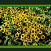 A Tangle of Black Eyed Susans by vernabeth