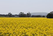 10th Oct 2015 - We found a new canola field!