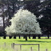Neatly trimmed blossom tree by gilbertwood