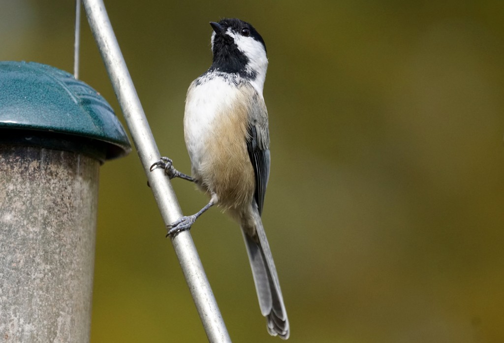 chickadee closeup by amyk