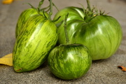 12th Oct 2015 - Green Tomatoes
