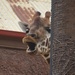 Giraffe  by sugarmuser