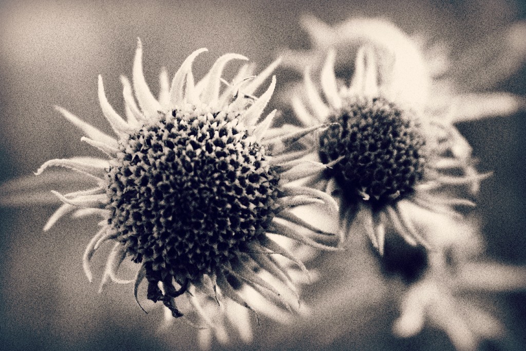 Some Kind of Sunflower by juliedduncan