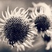 Some Kind of Sunflower by juliedduncan
