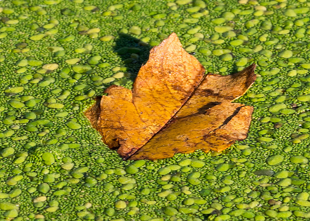 Leaf on a Mossy Lake by rminer