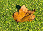12th Oct 2015 - Leaf on a Mossy Lake