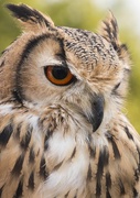 13th Oct 2015 - Bengal Eagle Owl 