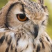Bengal Eagle Owl  by shepherdmanswife
