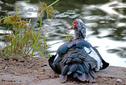 6th Oct 2015 - Muscovy duck
