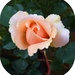 Frilly Pink Rose. by happysnaps