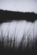 12th Oct 2015 - reeds at water's edge