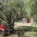 Memories under the peppercorn tree. by gilbertwood