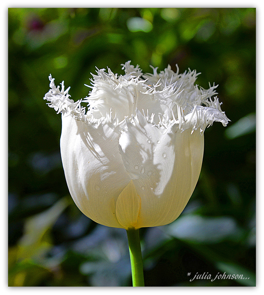 White Tulip.. by julzmaioro