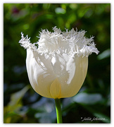 13th Oct 2015 - White Tulip..