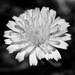 Dandelion flower by peterdegraaff