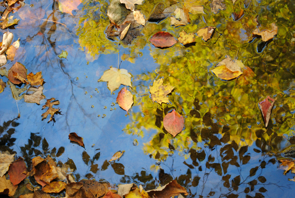 Creekin' into Autumn by alophoto