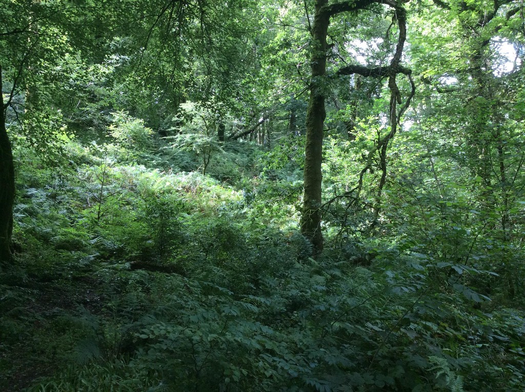 Devon woods by chimfa