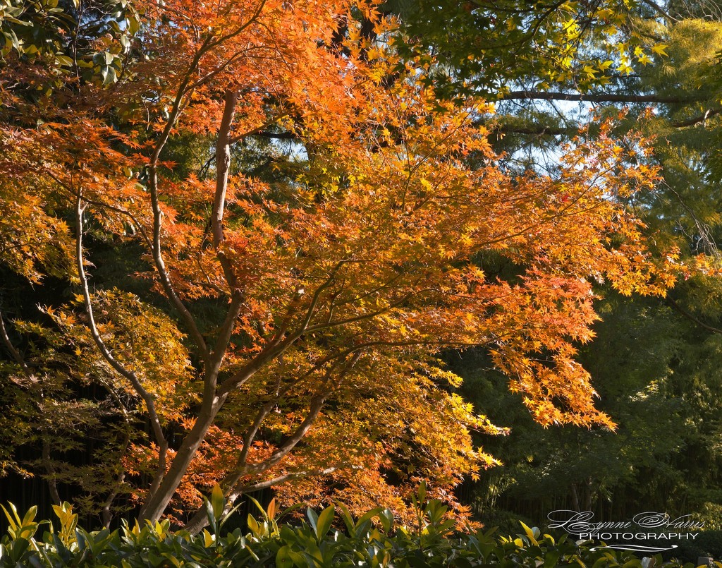 Beginnings of Fall by lynne5477