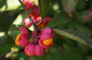 13th Oct 2015 - spindle berries