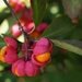 spindle berries by quietpurplehaze