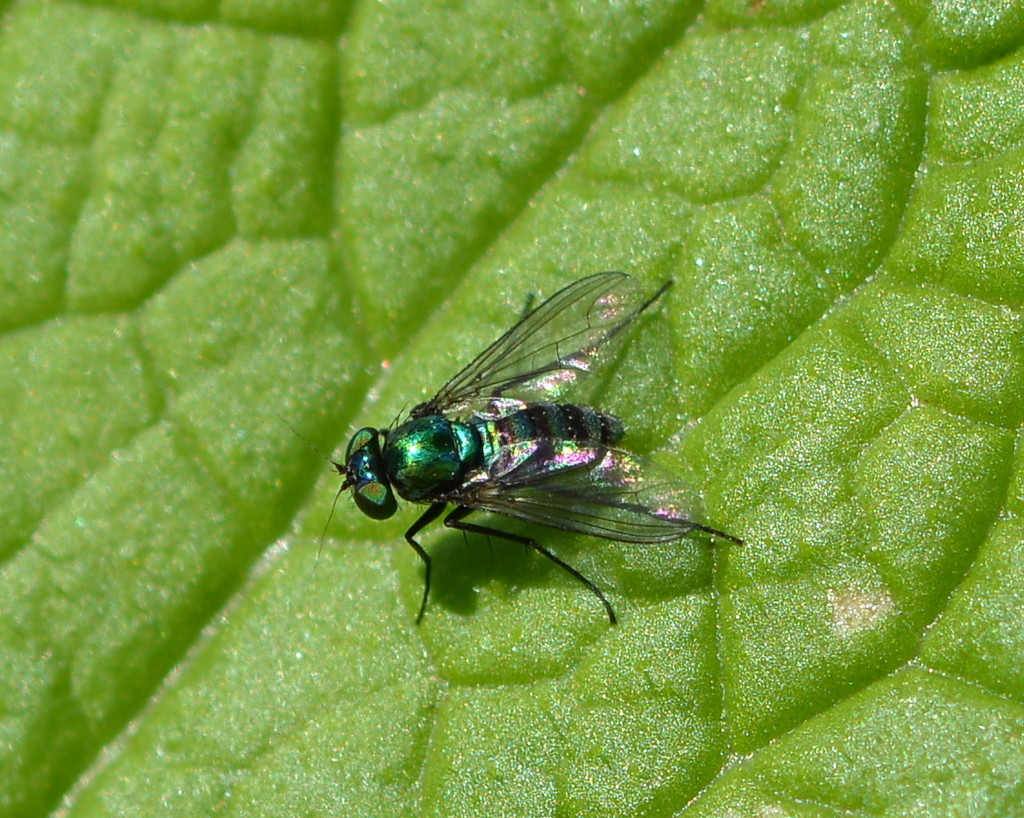 A Tiny Jeweled Fly DSC_2912 by merrelyn