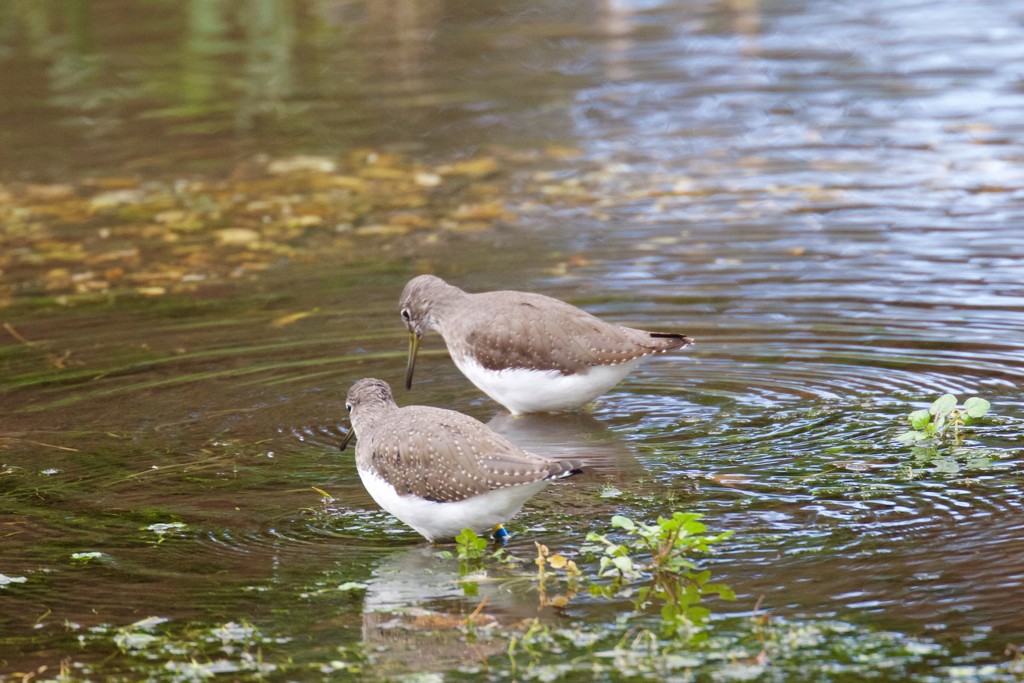 Of course I thought I saw some food-Green Sandpipers by padlock