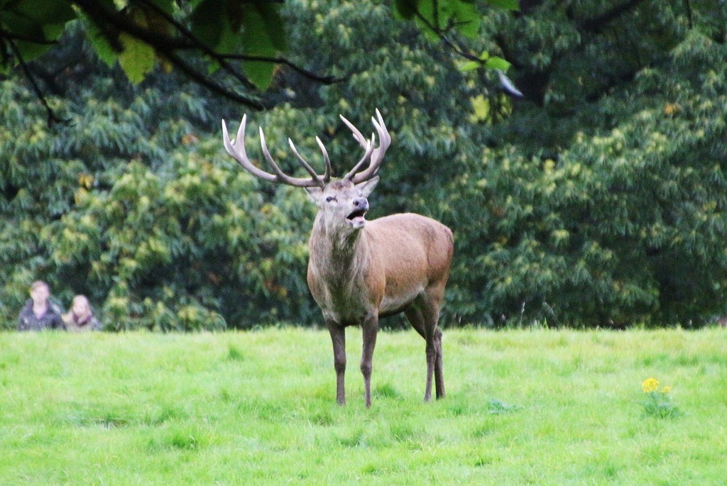 Stag - Wollaton Park by oldjosh