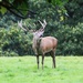 Stag - Wollaton Park by oldjosh