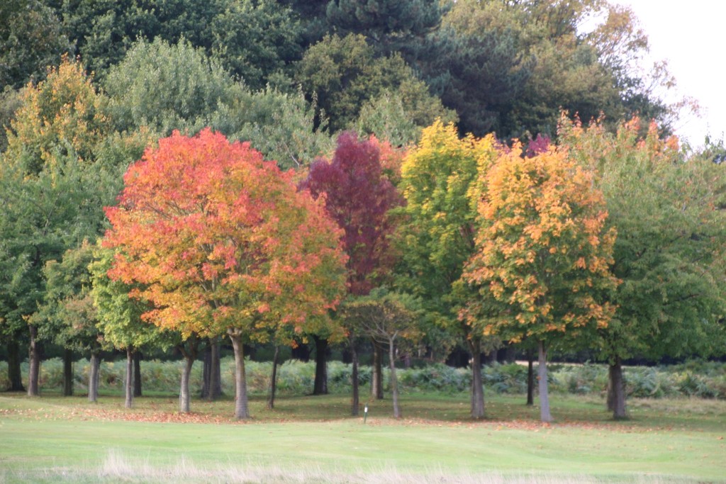 Autumn Trees - Wollaton Park by oldjosh