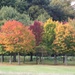 Autumn Trees - Wollaton Park by oldjosh